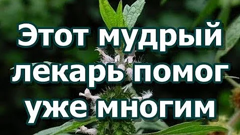 Этот мудрый лекарь помог уже многим - панцерия