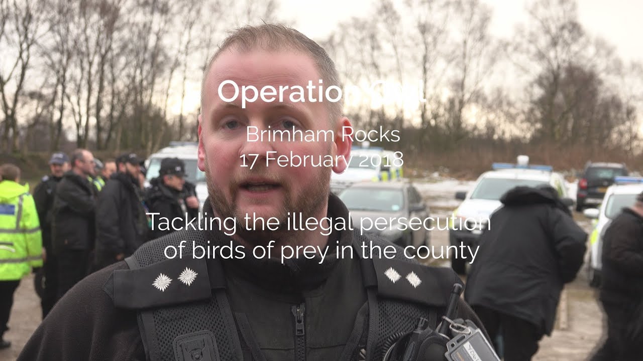 Operation Owl tackling persecution of birds of prey - YouTube