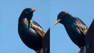 Starling  nesting time