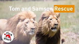 The Rescue Of Lions Tom And Samson Lionsrock Big Cat Sanctuary Subs
