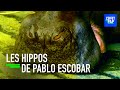 Les Hippopotames de PABLO ESCOBAR