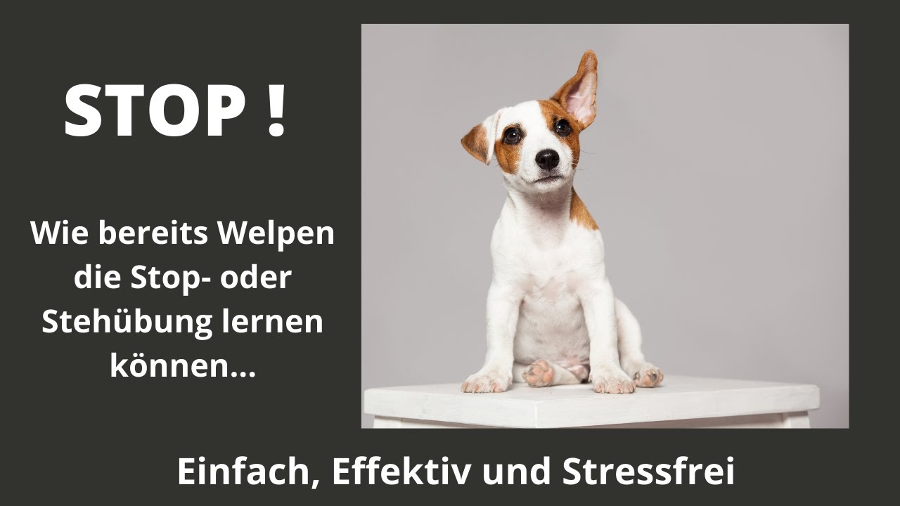 Welpen Stop beibringen. - YouTube