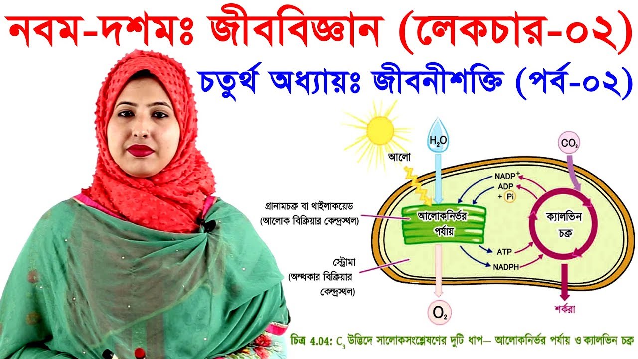 Dominant va boysunuvchi ortasidagi jinsiy aloqa