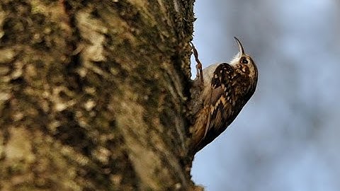 Treecreepers... tree creeping