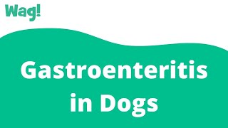 Gastroenteritis In Dogs - Symptoms, Causes, Diagnosis, Treatment, Recovery,  Management, Cost