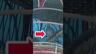 3 Jenis  Katuranggan Penarik Kerejekian,,,Yg Paling Di Cari Para Kolektor.