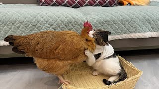 The kitten is angry!The hen wanted to sleep with the kitten,and then the cat hid!So funny and cute