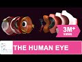 The Human Eye