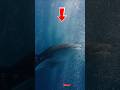 “The Gentle Giant of the Ocean: A Rare Encounter with a Whale Shark” #short #sea #whaleshark