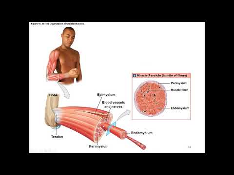 Chapter 10 Muscle Tissue and Contraction