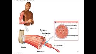 Chapter 10 Muscle Tissue and Contraction screenshot 5