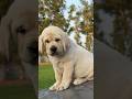 One Look & You’ll Fall in Love with This Labrador #shorts #shortvideo #youtubeshorts