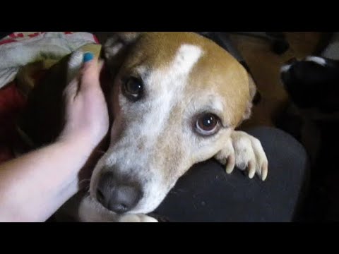 PUPPY DOG EYES, HEALTHY DOG TREATS, and UP TOO LATE! 6-23-20 - YouTube