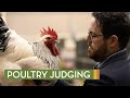 Poultry judging