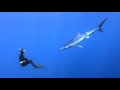 Diving with a blue shark   Faial Azores