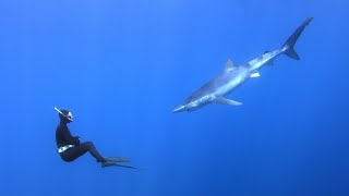 Diving with a blue shark - Faial, Azores