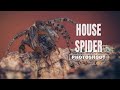House Spider Rescue and Photoshoot | Macro Photography Tutorial