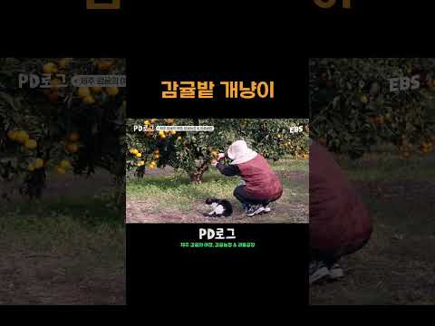 귤 <strong>밭</strong> 인기스타 타미🐈‍⬛ #pd로그 #감귤 #귤 #고양이
