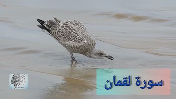 سورة لقمان بصوت سعد الغامدي -031-  surat Luqman - bisawt Saad AlGhamdi