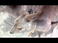 グリーンパークひびき動物ワールド　カンガルー達 の動画、YouTube動画。