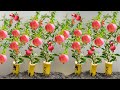 How To Grow Pomegranate Trees From Pomegranate Fruit | Growing Pomegranate Plants From Seed