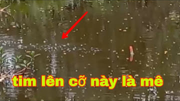 Câu cá rô đồng mùa nước rút cá gom lại mà nó chặm ăn quá anh em