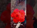 red colour roses
