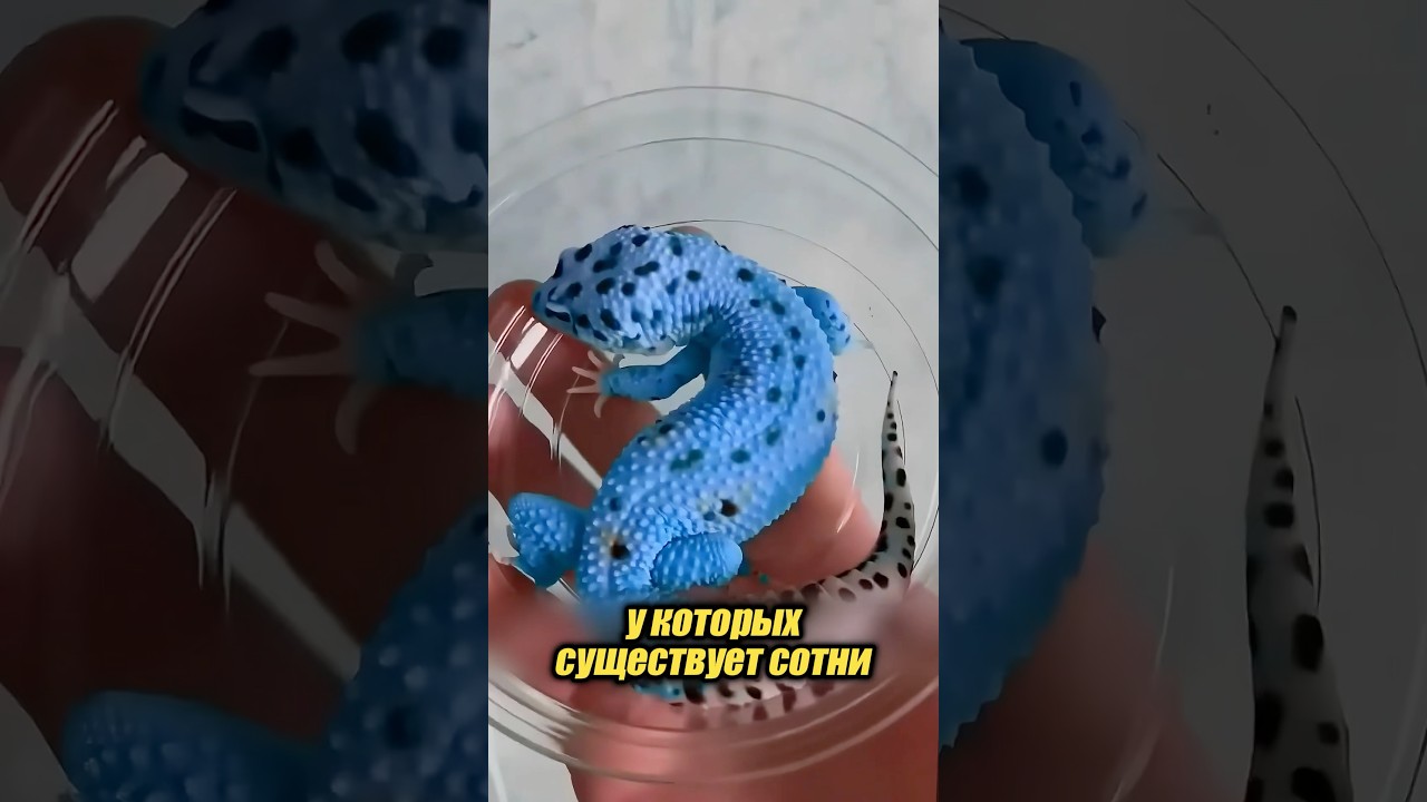 Какие же красивые ящерицы бывают! 🦎😍