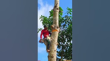 Vua Khỉ Miền Tây 2 Cưa Lóng Cây Cóc To Ngã Quá Nguy Hiểm Tập 37