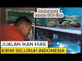 BISNIS IKAN HIAS PALING MENGUNTUNGKAN MODAL CUMAN 300 RIBU