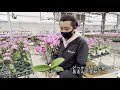椎名洋ラン園さんに行ってきました♥母の日胡蝶蘭♥