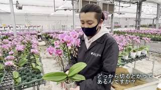 椎名洋ラン園さんに行ってきました♥母の日胡蝶蘭♥