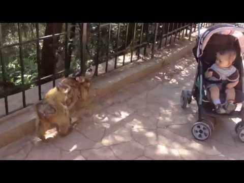 five-little-monkeys-in-the-jungle--funny-monkeys-speaking-episode-1