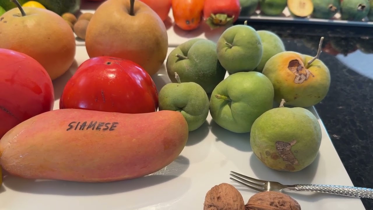 Nov16, 2025 REVIEW OF SIAMESE MANGO, RICHARD MANGOS, WHITE SAPOTE, FUZU PERSIMMON ,PINEAPPLE GUAVA,