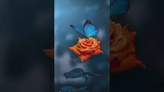 Download Lagu Butterfly wallpaper beautiful new wallpaper latest wallpaper #youtubeshort MP3 Download Lagu Butterfly wallpaper beautiful new wallpaper latest wallpaper #youtubeshort MP3