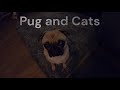 Pug and cats