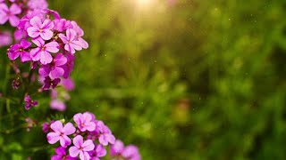 Free Nature Motion Background | Two Flowers | Instant Digital Download