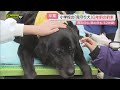 【見守り犬】校門で児童に愛情注ぎ足掛け12年の老犬…子どもらとの“約束”果たす（静岡）