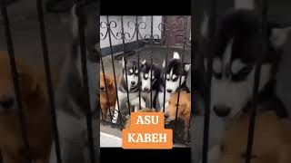 Asu Kabeh