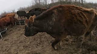 Cows and I Enjoying a Warmer Day. I think Spring has Sprung