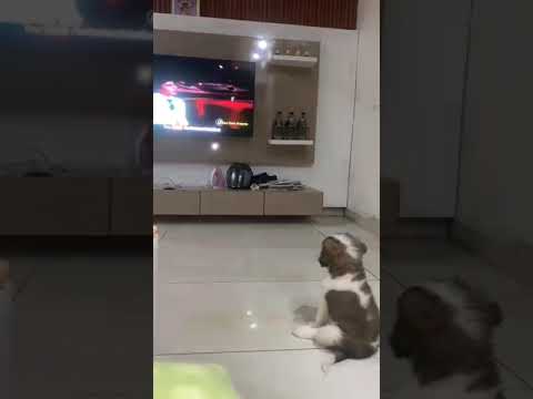 Saint Bernard Puppy Enjoying Song Saintbernarddog Dog Cute Simba Doglover 