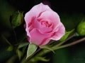 GГјlpembe Turkish Song By BarД Еџ ManГ O GГјlpembe Turkish Song By BarД Еџ ManГ O
