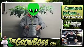 TOP-3 Growers- Grow Boss interview with soilife420, what winning looks like