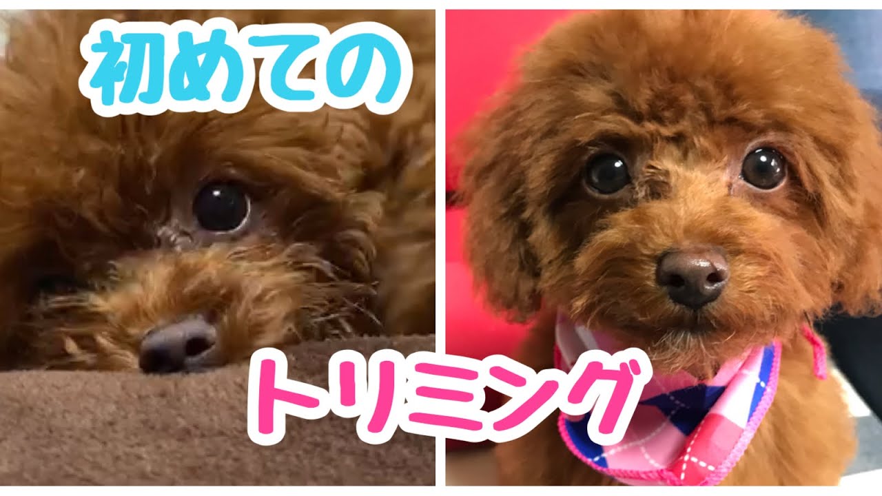 【子犬☆初めてのトリミング】トイプードルのサラ YouTube