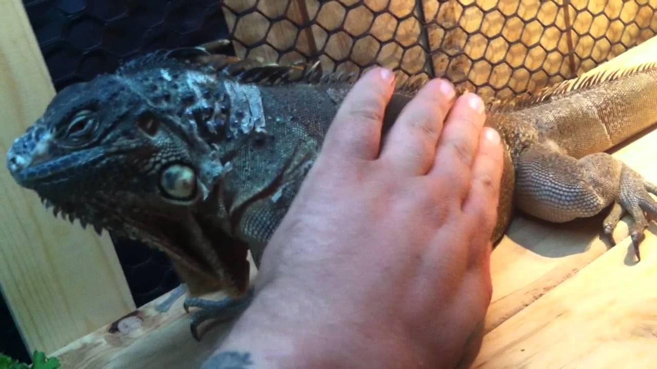 lizard skin grips How I deal with a grumpy iguana