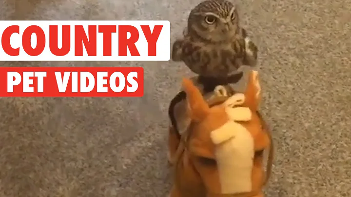 Fun Country Pets Compilation 2016