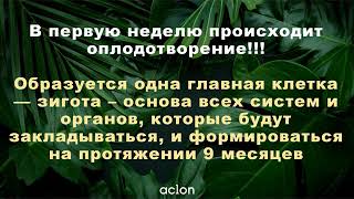 06 03 19, Наталья Шабанова «Флуревиты во время беременности, вопросы и ответы»