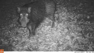 イノシシびっくり