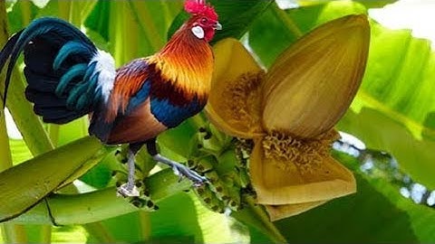 Canh Chua GÀ RỪNG Nấu Với Cây CHUỐI HỘT Con - Nhật Tiger VN