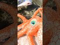 海の危険生物!